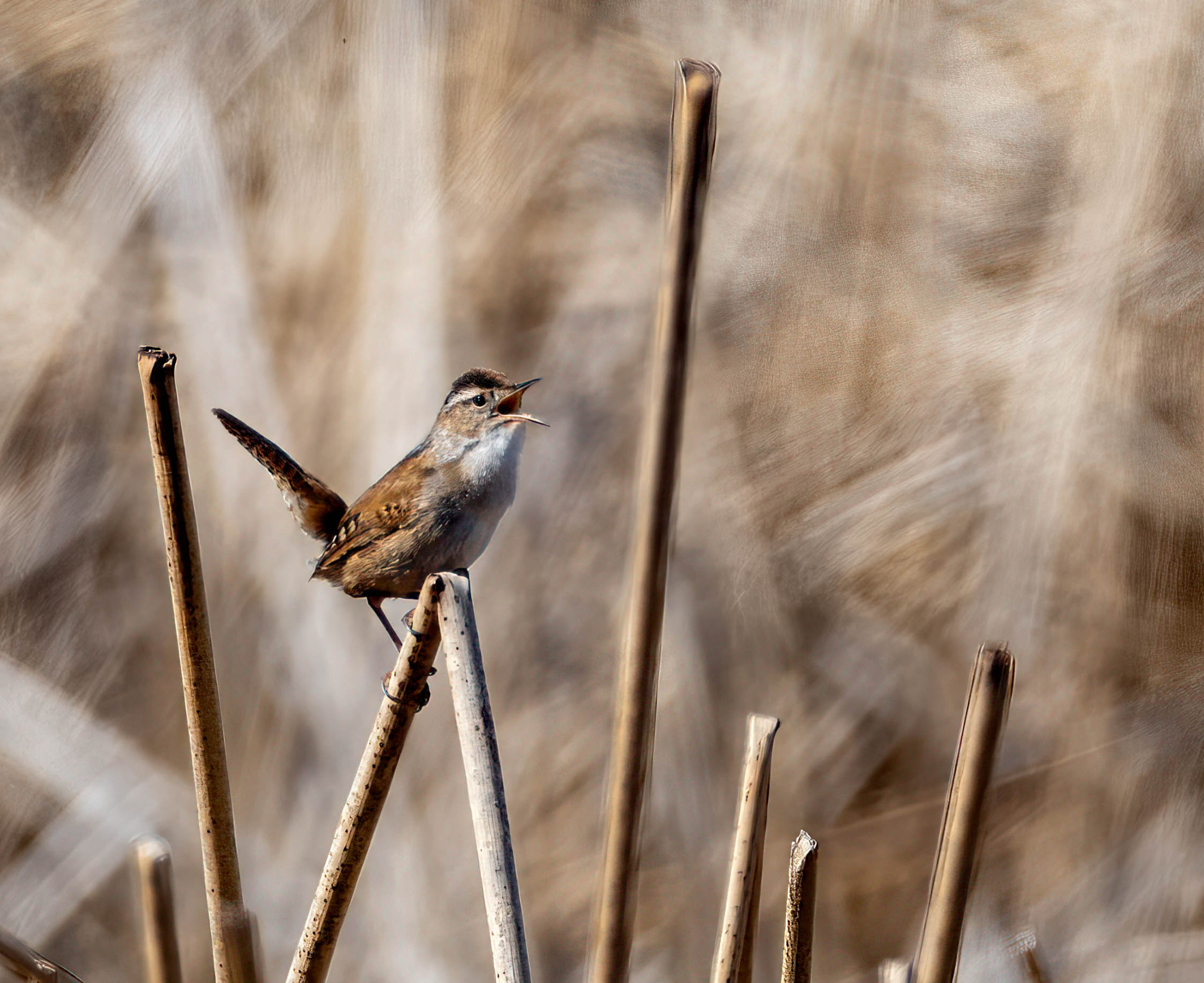Marsh Wren